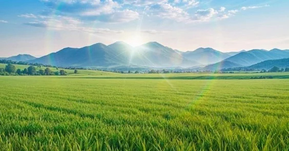 Cánh đồng lúa của Tấn Tài